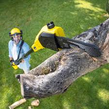 Best Lawn Renovation and Restoration  in Redway, CA